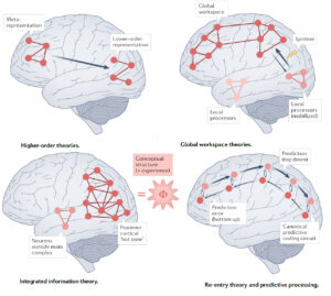 Le Blog Du Cerveau à Tous Les Niveaux – Niveau Intermédiaire